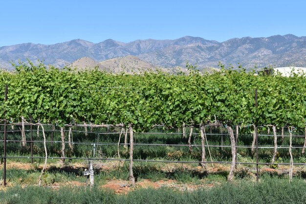 Captura aproximada de fileiras de vinhedos nas montanhas Chiricahua sob um céu claro no Arizona