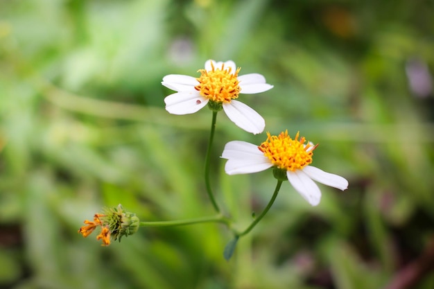 Captura aproximada de flores silvestres brancas contra um fundo bokeh em Chiangmai, Tailândia