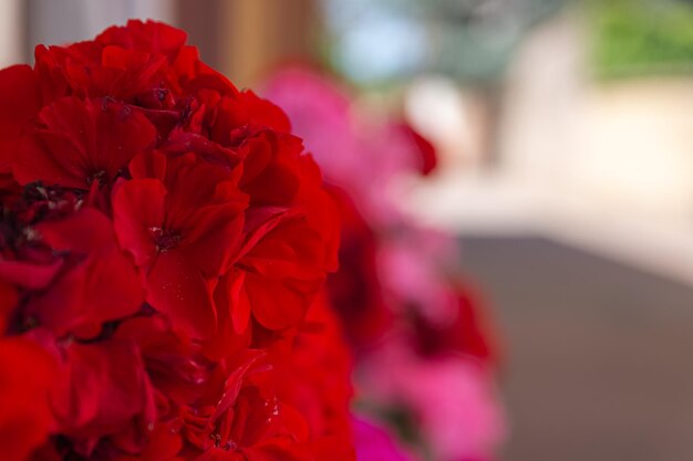 Captura aproximada de flores vermelhas de pelargonium com fundo desfocado