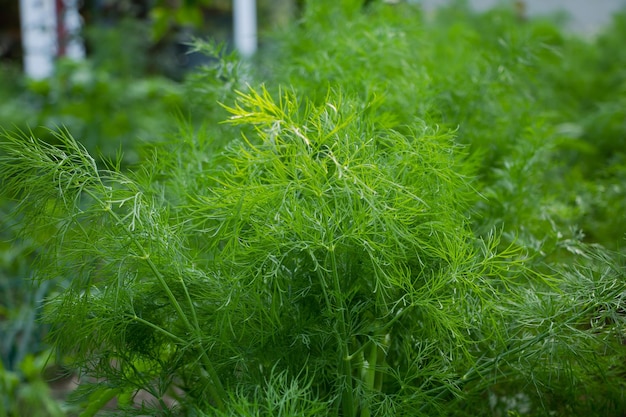 Captura aproximada de folhas de endro em crescimento no jardim