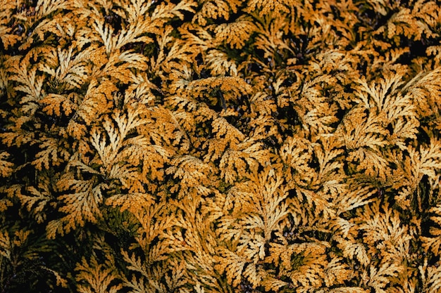 Captura aproximada de folhas de um abeto
