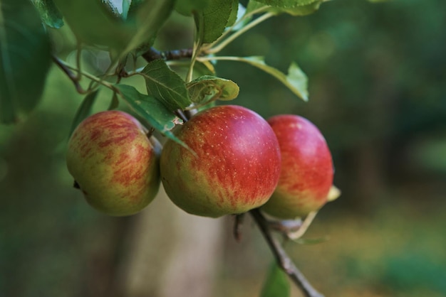 Captura aproximada de frutas maduras de Lord Lambourne nas árvores com fundo desfocado