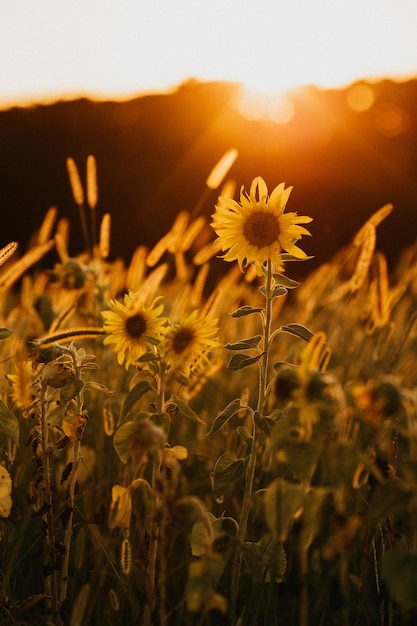 Captura aproximada de girassóis ao pôr do sol