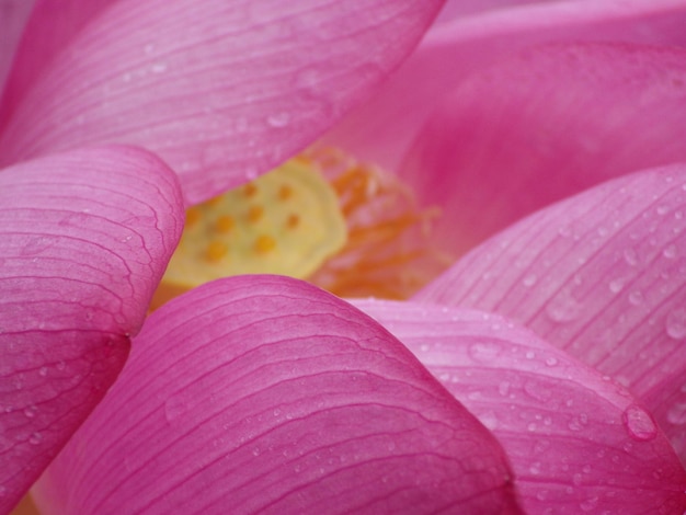 Captura aproximada de gotas de água nas pétalas rosa de uma flor de lótus