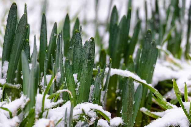 Captura aproximada de gotas de neve crescendo no chão nevado