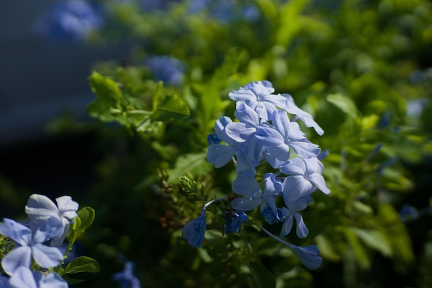 Captura aproximada de lindas flores azuis florescendo em um jardim com fundo desfocado