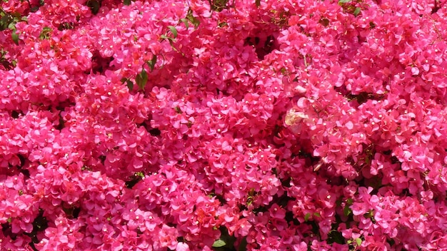 Captura aproximada de lindas flores buganvílias rosa florescendo no jardim