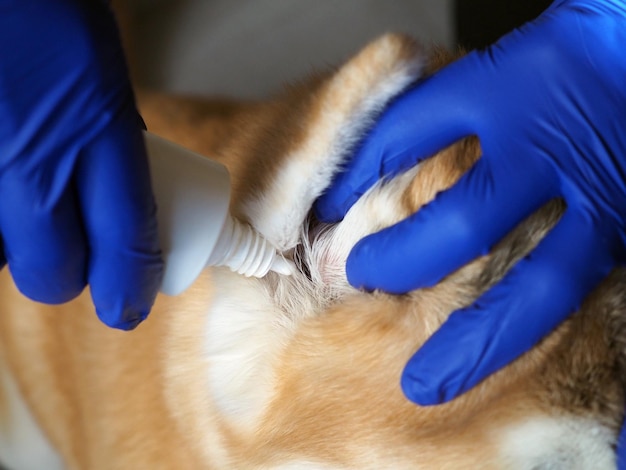 Captura aproximada de orelha de cachorro, veterinário pinga gotas de cachorro no ouvido