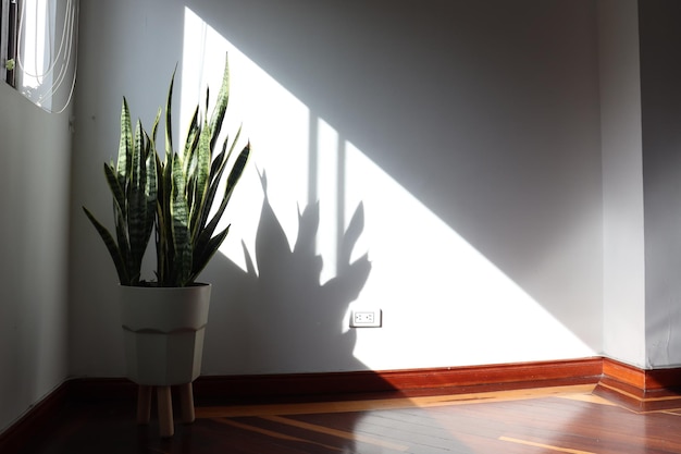 Captura aproximada de plantas Dracaena trifasciata dentro de casa com sombras