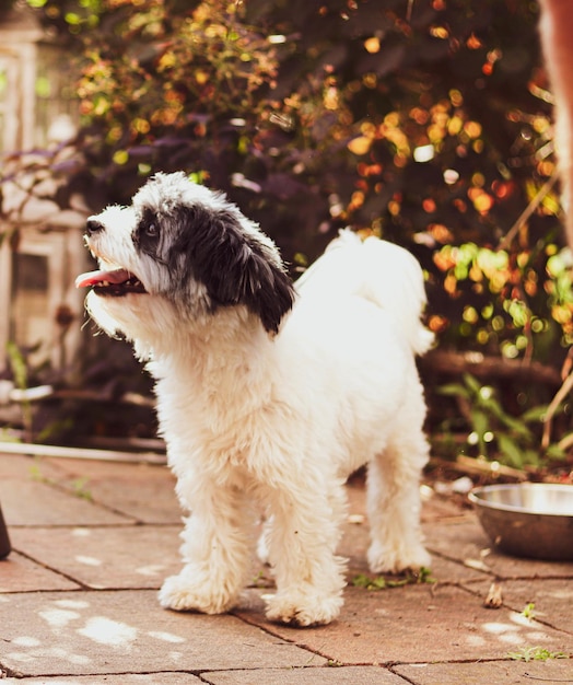 Foto captura aproximada de um adorável sheepadoodle