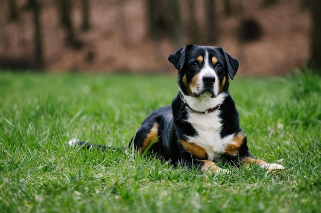 Captura aproximada de um bonito cão de montanha suíço Entlebucher no parque com grama verde