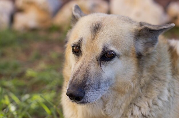 Captura aproximada de um Buhund norueguês parado num campo sob a luz do sol com um fundo desfocado