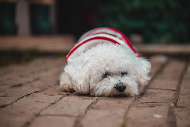 Captura aproximada de um cão branco com panos