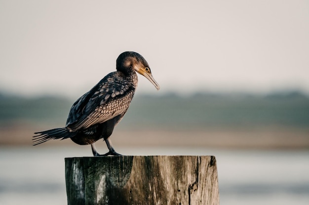 Captura aproximada de um Cormorão