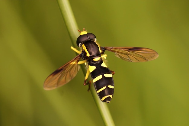 Captura aproximada de um formigueiro sperb em um galho verde - Xanthogramma pedissequum