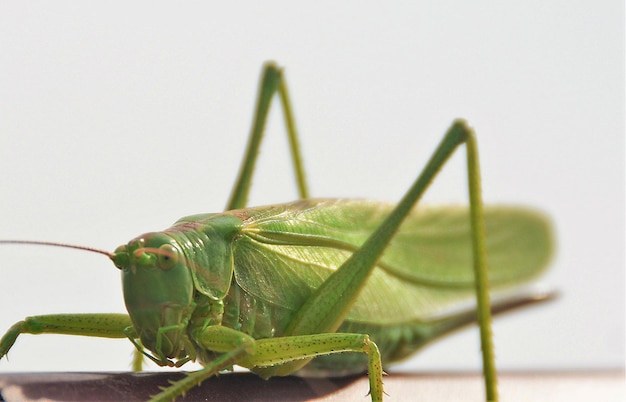 Captura aproximada de um gafanhoto verde atrás de um fundo branco