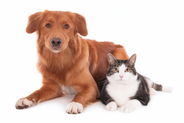 Captura aproximada de um gato e um cachorro deitados juntos isolados em um fundo branco