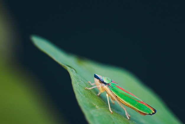 Captura aproximada de um inseto colorido em uma folha verde isolada em um fundo desfocado