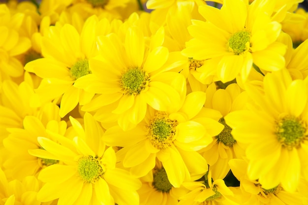 Foto captura aproximada de um monte de flores de margarida amarela