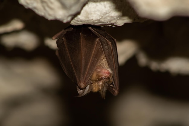Foto captura aproximada de um morcego