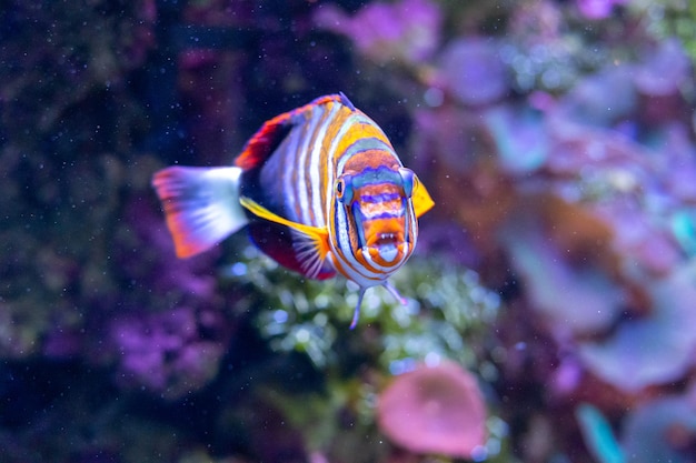 Captura aproximada de um peixe de presa arlequim nadando na água