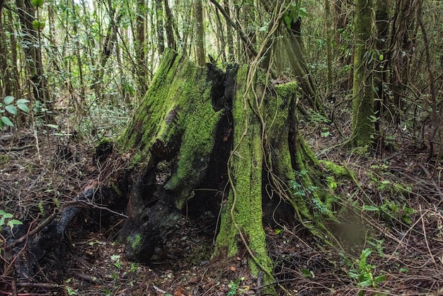 Captura aproximada de um tronco de árvore coberto de musgo