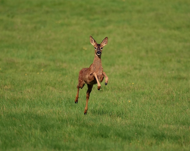 Captura aproximada de um veado em uma floresta