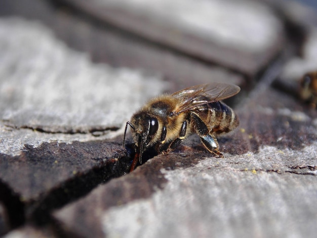 Captura aproximada de uma abelha em uma superfície de madeira