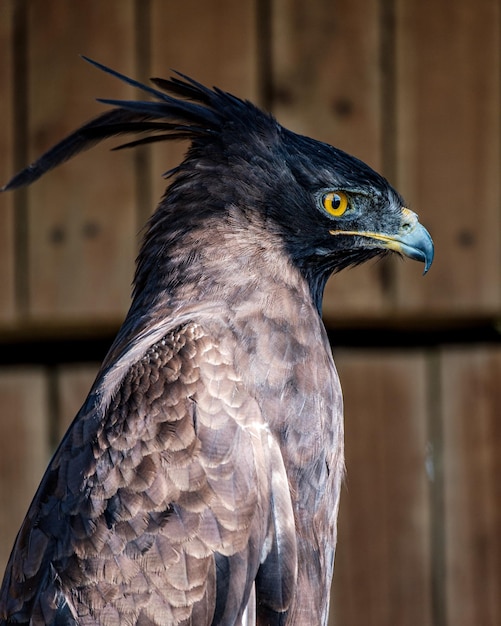 Captura aproximada de uma águia de crista longa KZN África do Sul