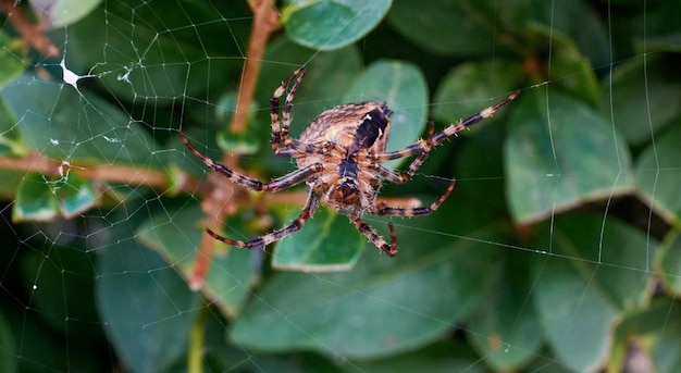 Captura aproximada de uma aranha Araneus diadematus na sua teia sobre um fundo de planta verde