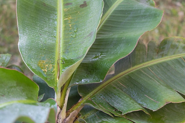 Captura aproximada de uma bela bananeira Dwarf Cavendish com folhas molhadas