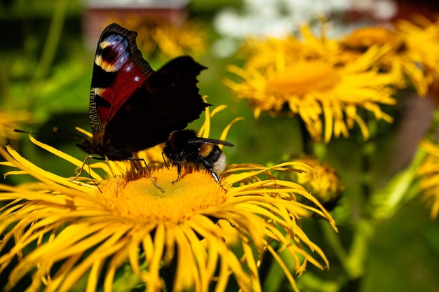 Captura aproximada de uma borboleta em um girassol
