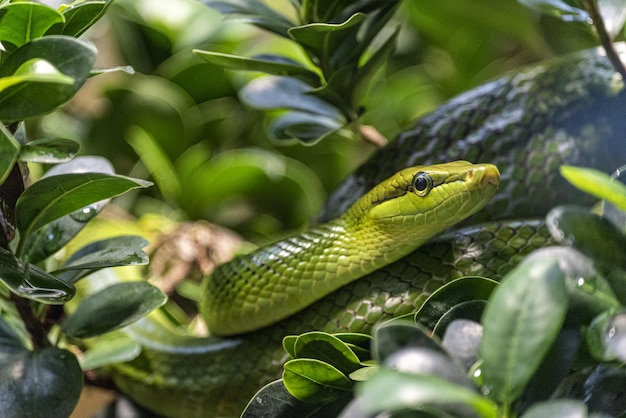 Captura aproximada de uma cobra verde isolada entre galhos de árvores verdes