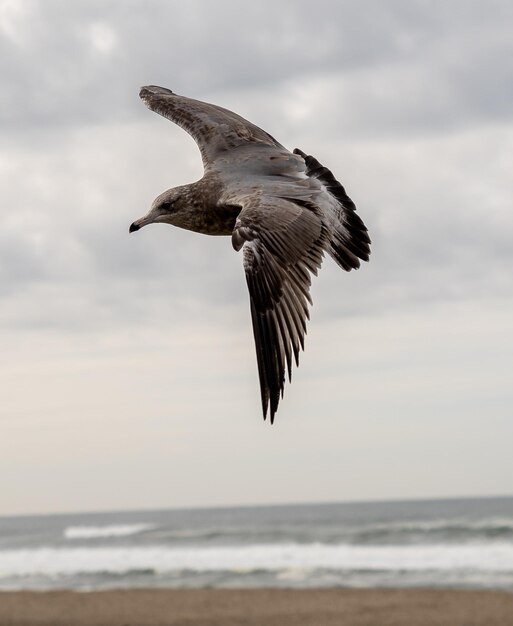 Captura aproximada de uma gaivota de arenque voando sobre a praia arenosa com um mar ao fundo