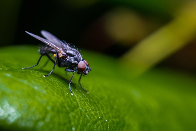 Captura aproximada de uma mosca numa folha verde com fundo desfocado