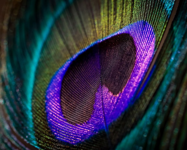 Captura aproximada de uma pena de pavão colorida perfeita para um padrão