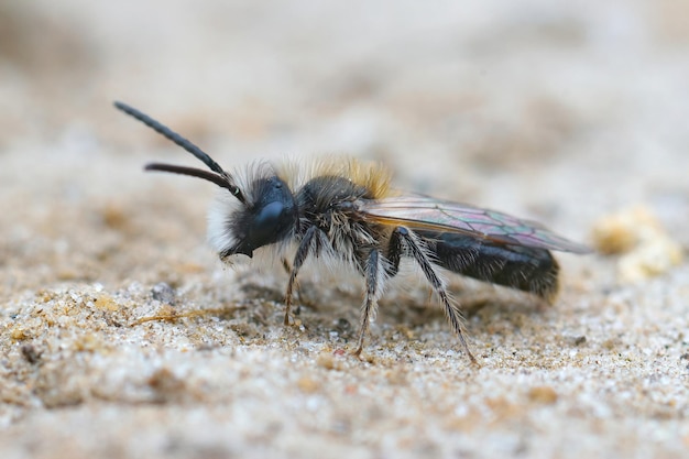 Captura aproximada de uma pequena abelha mineira amarelada no solo arenoso, Andrena praecox