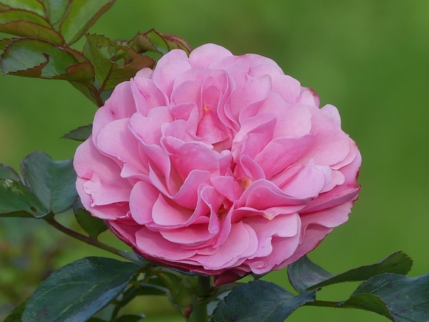 Captura aproximada de uma rosa florescendo