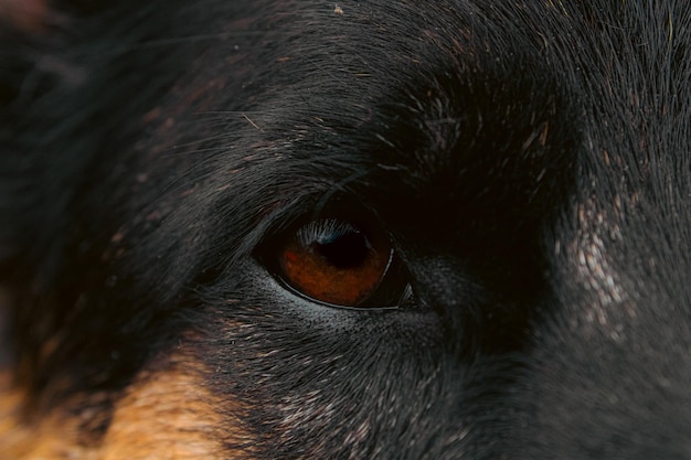 Captura aproximada do olho laranja e triste de um cão preto a desviar o olhar