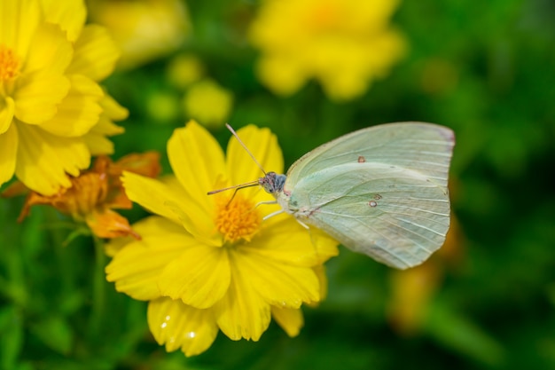 Captura de borboleta amarela em flores amarelas cosmos