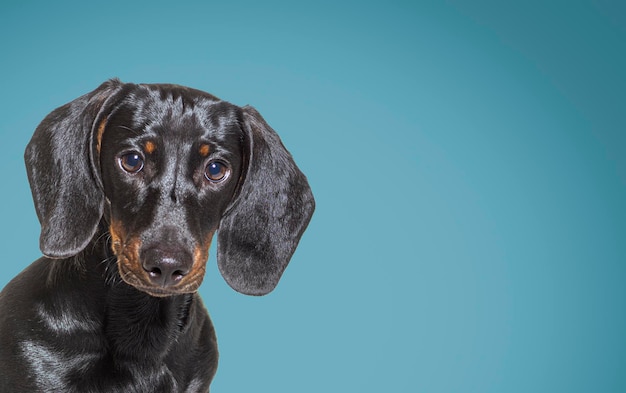 Captura de cabeça de um cão dachshund preto e castanho olhando para a câmera contra o fundo azul