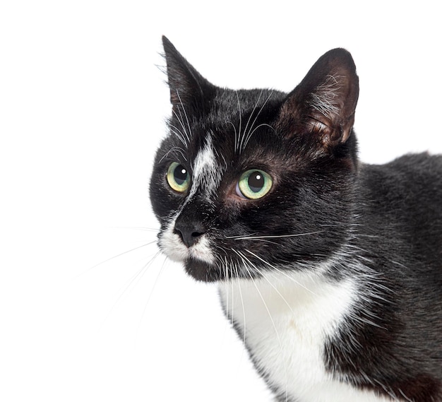 Captura de cabeça de um gato mestiço preto e branco isolado em branco