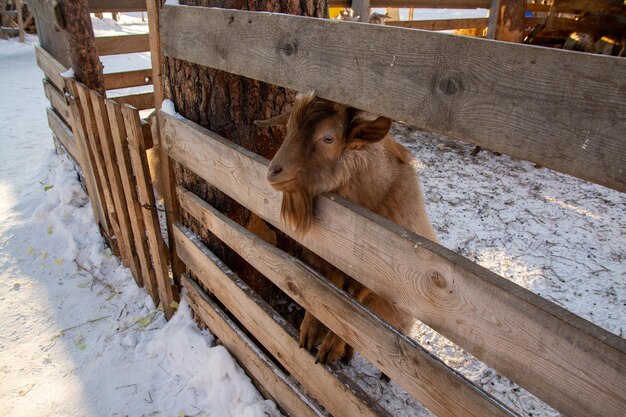 Captura de cabra de montanha engraçada em uma fazenda de inverno