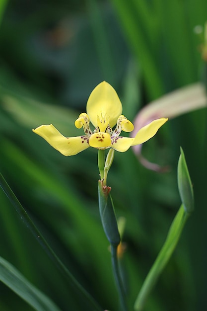 Captura de foto de close-up de blackberry lily fundo desfocado