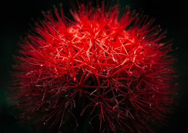 Captura de lírios de bola de fogo ou lírios de sangue ou as belas flores silvestres escarlate encontradas