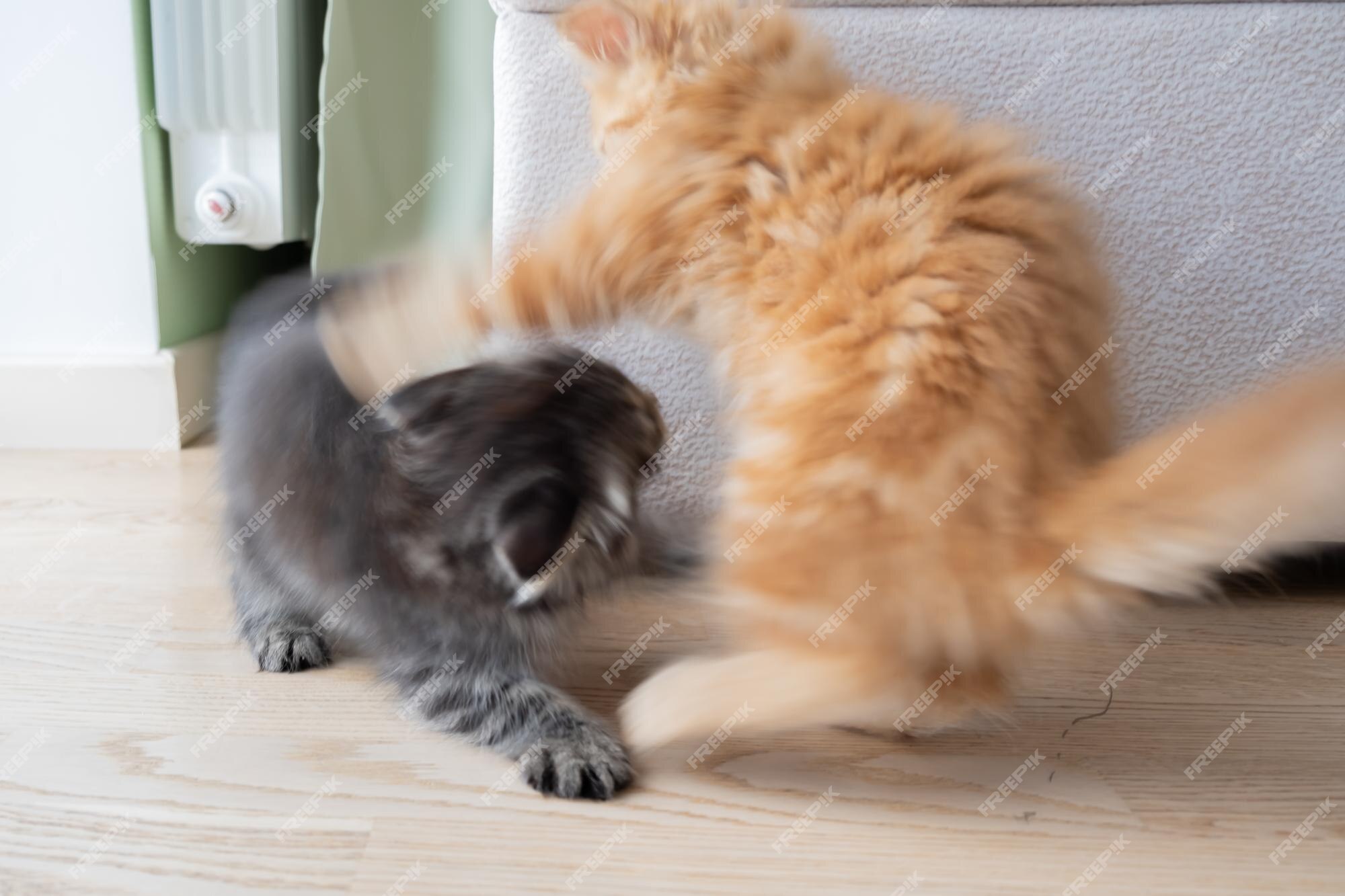 Jogos Macios Pequenos De Maine Coon Do Gatinho Foto de Stock