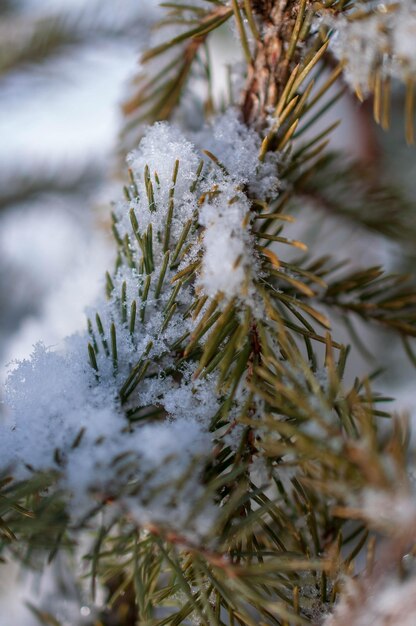 Captura de um abeto coberto pela neve