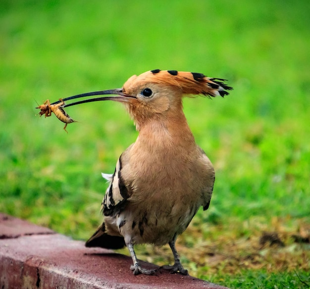 Captura de um belo pássaro poupa segurando sua refeição no bico em pé sobre as pedras