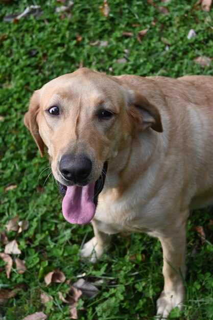 Captura de um cachorro deitado no parque