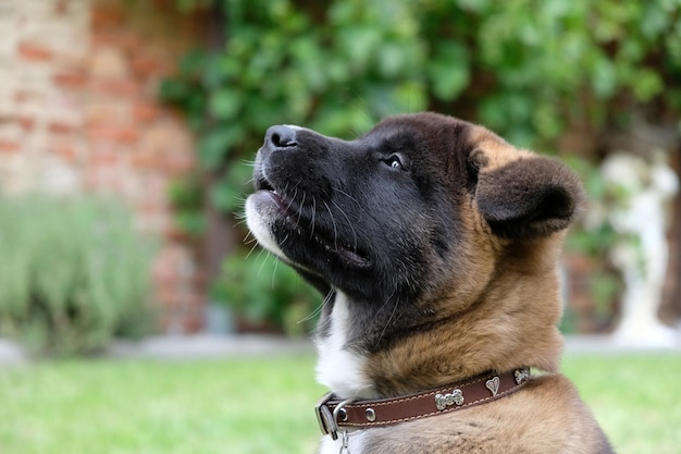 Captura de um cão akita americano no parque